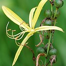 Asphodeline liburnica (złotnica liguryjska)