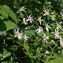Aster divaricatus (aster rozkrzewiony)