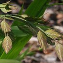 Chasmanthium latifolium (obiedka szerokolistna)