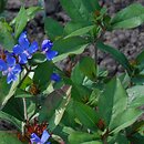 Ceratostigma plumbaginoides (ceratostigma ołownikowata)
