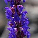 Salvia nemorosa Tänzerin