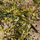 Caryopteris ×clandonensis Worcester Gold