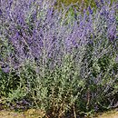 Salvia yangii (perowskia łobodolistna)