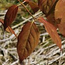 Euonymus oxyphyllus (trzmielina ostrolistna)