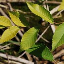 Ulmus pumila (wiąz syberyjski)