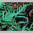 Woodwardia orientalis