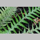 Deparia japonica (wietlica japońska)