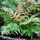 Dryopteris erythrosora (nerecznica czerwonozawijkowa)
