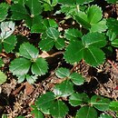 Fragaria chiloensis Chaval
