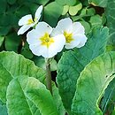 Primula ×polyantha Crescendo White