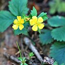 Aremonia agrimonoides