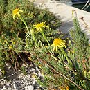 Limbarda crithmoides ssp. longifolia