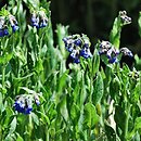 Lindelofia longiflora (lindelofia długokwiatowa)