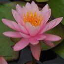 Nymphaea hort. Pink Opal