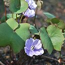 Plagiorhegma dubium (jeffersonia zwodnicza)