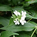 Abelia coreana (abelia koreańska)
