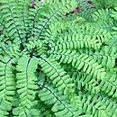 Adiantum aleuticum