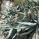 Agave (agawa)