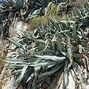 Agave americana