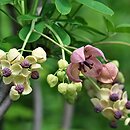 Akebia quinata (akebia pięciolistkowa)