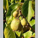 Actinidia (aktinidia)