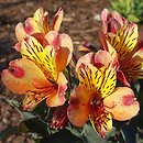 Alstroemeria aurea (alstremeria pomarańczowa)