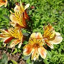 Alstroemeria aurea Tessumbre