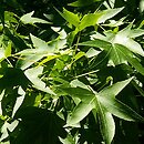 Liquidambar styraciflua Worplesdon