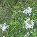 Amsonia hubrichtii (amzonia Hubrichta)