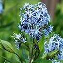 Amsonia tabernaemontana (amzonia nadreńska)