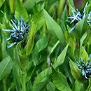 Amsonia ciliata