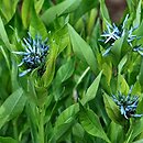 Amsonia (amzonia)