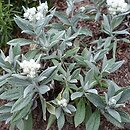 Anaphalis triplinervis Silver Wave