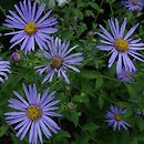 Aster ×frikartii Mönch