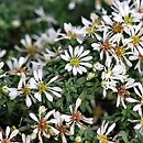 Aster speciosus (aster płożący)
