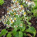 Eurybia macrophylla (aster wielkolistny)