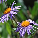 Aster diplostephioides