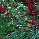 Astilbe ×rosea Glut