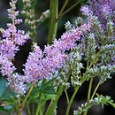 Astilbe ×rosea Opal