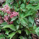 Astilbe Bronce Elegans