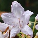 Rhododendron hort. Fragrans