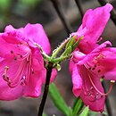 Rhododendron albrechtii
