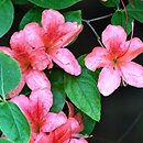 Rhododendron kaempferi