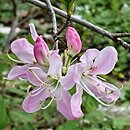 Rhododendron vaseyi (azalia Vasey'a)
