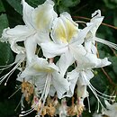 Rhododendron arborescens (azalia drzewkowata)