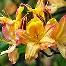 Rhododendron hort. Coccinea Speciosa