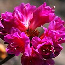 Rhododendron hort. Amoena