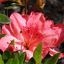 Rhododendron hort. Blaauw's Pink