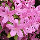 Rhododendron hort. Daphne