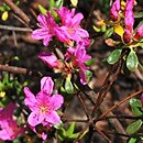 Rhododendron hort. Doubrava
